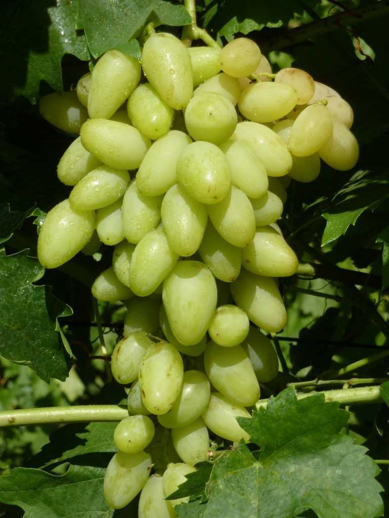 Высокий урожай при минимальном уходе обеспечит виноград шахтер