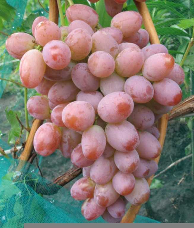 Виноград румба: описание сорта, выращивание