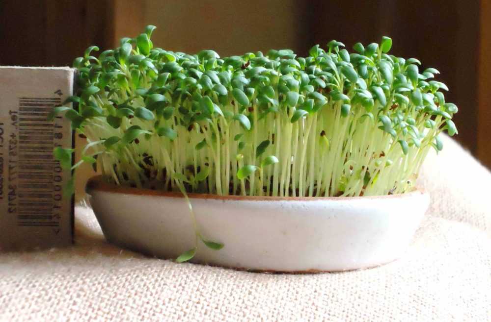 Кресс-салат на подоконнике. выращивание в домашних условиях, в квартире на окне, балконе, в горшке. почва, смеси для выращивания