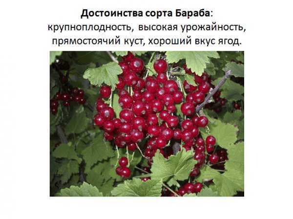 Смородина мармеладница: описание сорта красной смородины, выращивание - посадка и уход