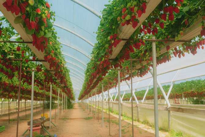 Выращивание клубники по голландской технологии в теплице круглый год
выращивание клубники по голландской технологии в теплице круглый год