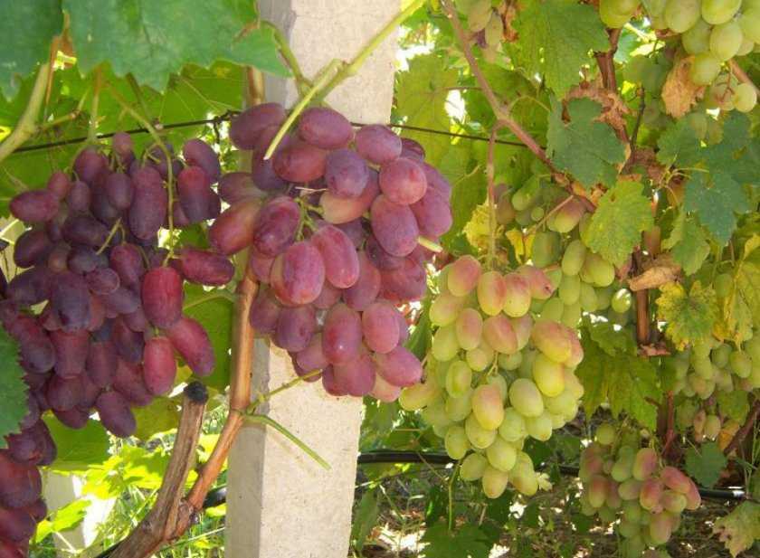 Гибридные формы винограда селекционеров-любителей