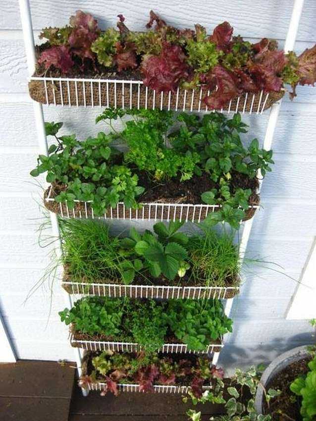 Клубника на балконе: пошаговое руководство по выращиванию и уходу за клубникой в домашних условиях (видео + 135 фото)
