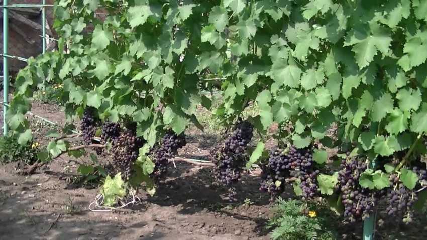 Сорт винограда тукай: описание, фото