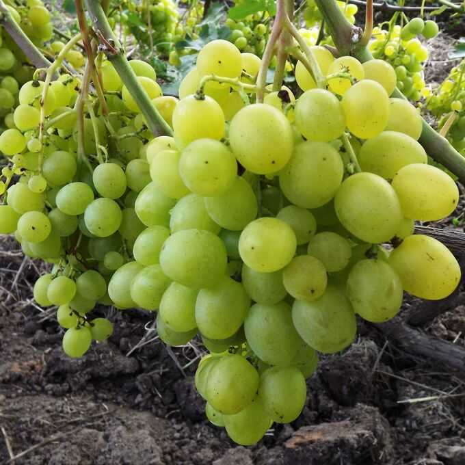 Виноград ландыш: описание сорта с характеристикой и отзывами, особенности посадки и выращивания, фото
