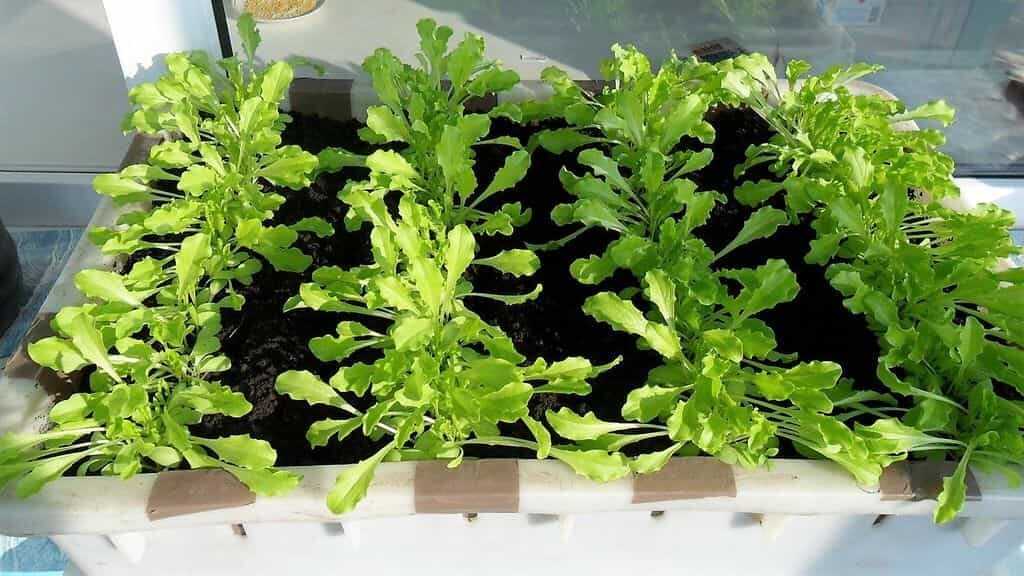 Как вырастить рукколу на подоконнике. выращивания рукколы в домашних условиях