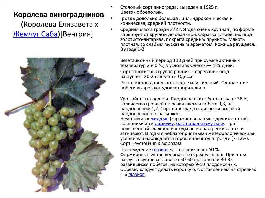 Виноград "ромбик": описание сорта, фото, отзывы