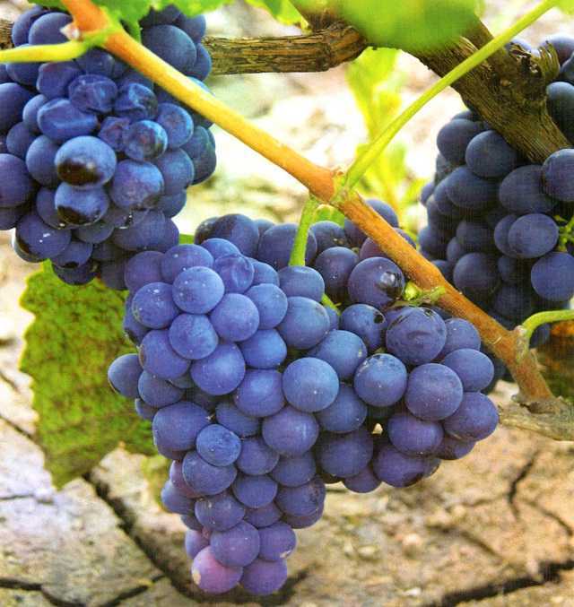 Виноград дарья: описание и характеристики сорта, правила выращивания и ухода с фото