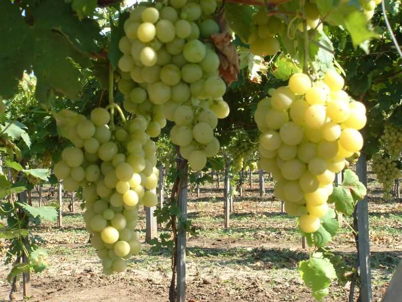 Виноград восторг: описание и характеристики сорта
