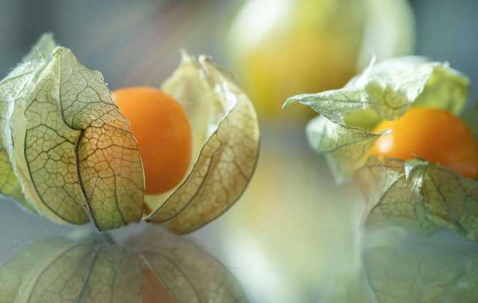 Физалис – вкусная ягода из «китайского фонарика». виды, сорта, выращивание. ягодный, овощной. фото — ботаничка.ru
