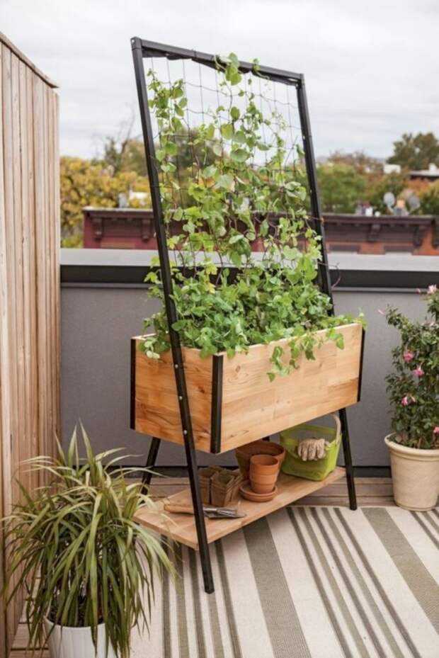 Клубника на балконе: витамины круглый год и прекрасная замена саду