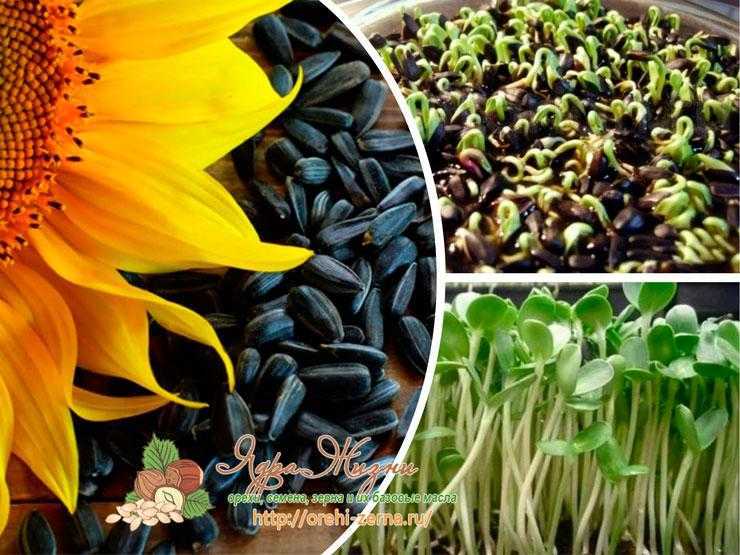 Пророщенные семена подсолнечника: польза и вред, состав, правила употребления