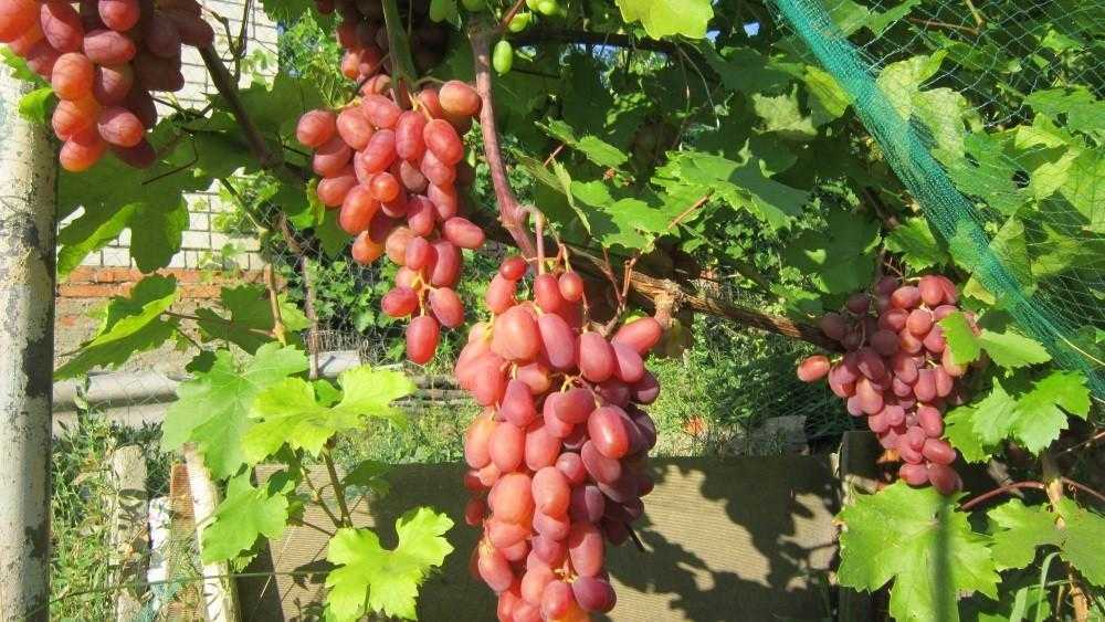 Юбилей новочеркасска – самый вкусный сорт винограда