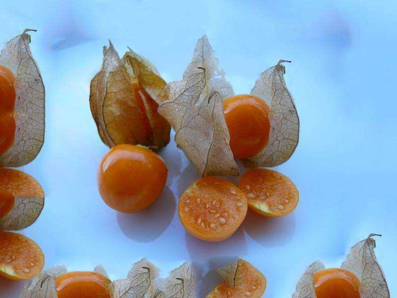 Физалис ананасовый: описание сорта, особенности выращивания и посадки, отзывы, фото
