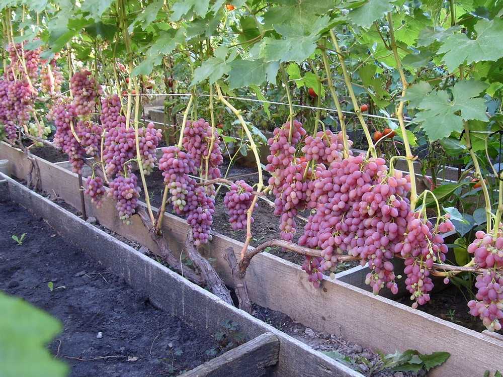 Секреты успешного выращивания сверхраннего винограда сорта юлиан