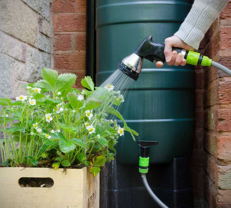 Как поливать вишню: сроки и нормы полива после цветения и во время плодоношения - сад и огород