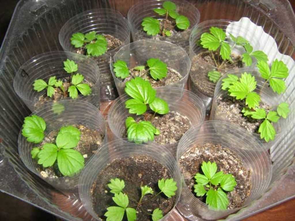 Выращивание рассады клубники из семян в домашних