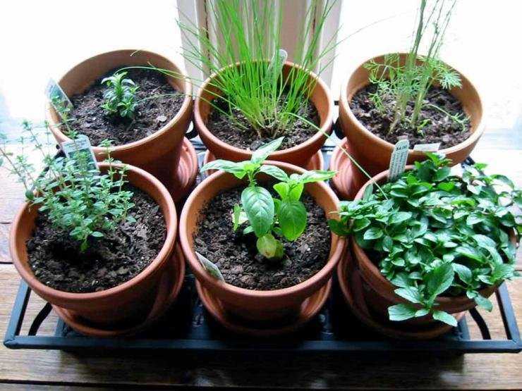 Кинза на подоконнике – выращивание из семян в домашних условиях: выбор места, горшка и грунта, особенности посева и ухода за рассадой