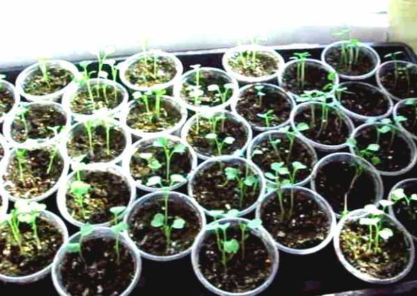 Руккола на подоконнике: выращивание из семян, требования к грунту, уход и полив