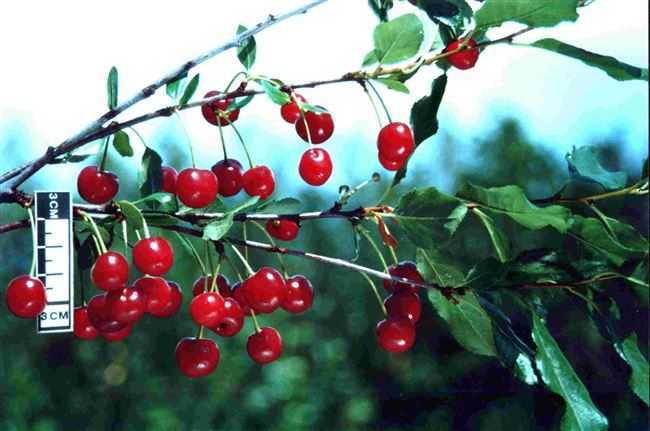 Особенности выращивания войлочной вишни натали