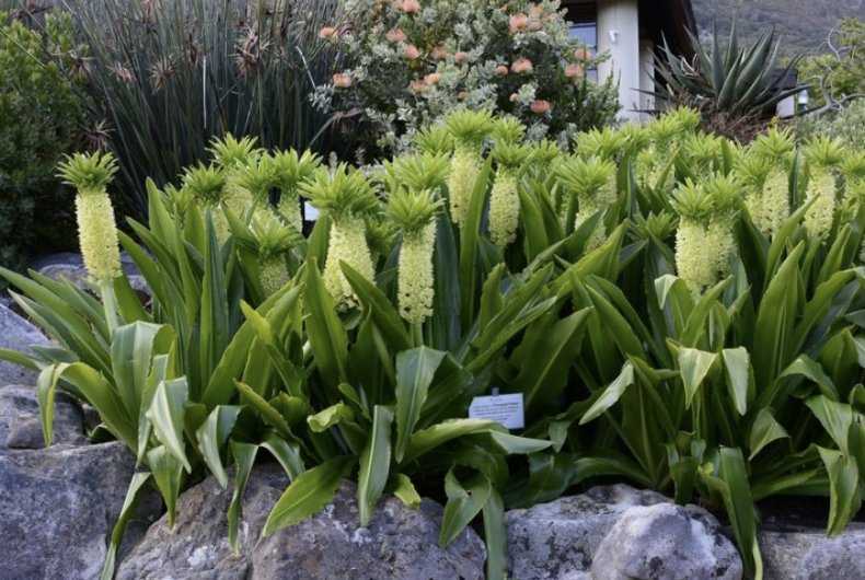 Ананасная лилия эукомис — уникальное растение в саду (с фото) - проект "цветочки" - для цветоводов начинающих и профессионалов