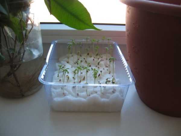 Кресс салат выращивание на подоконнике без земли из семян зимой в домашних условиях