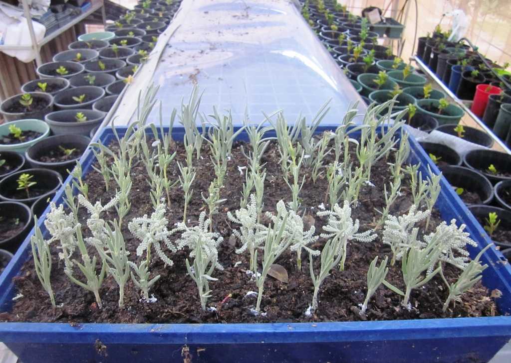 Растение розмарин — выращивание в открытом грунте: посадка, уход, обрезка, подкормка