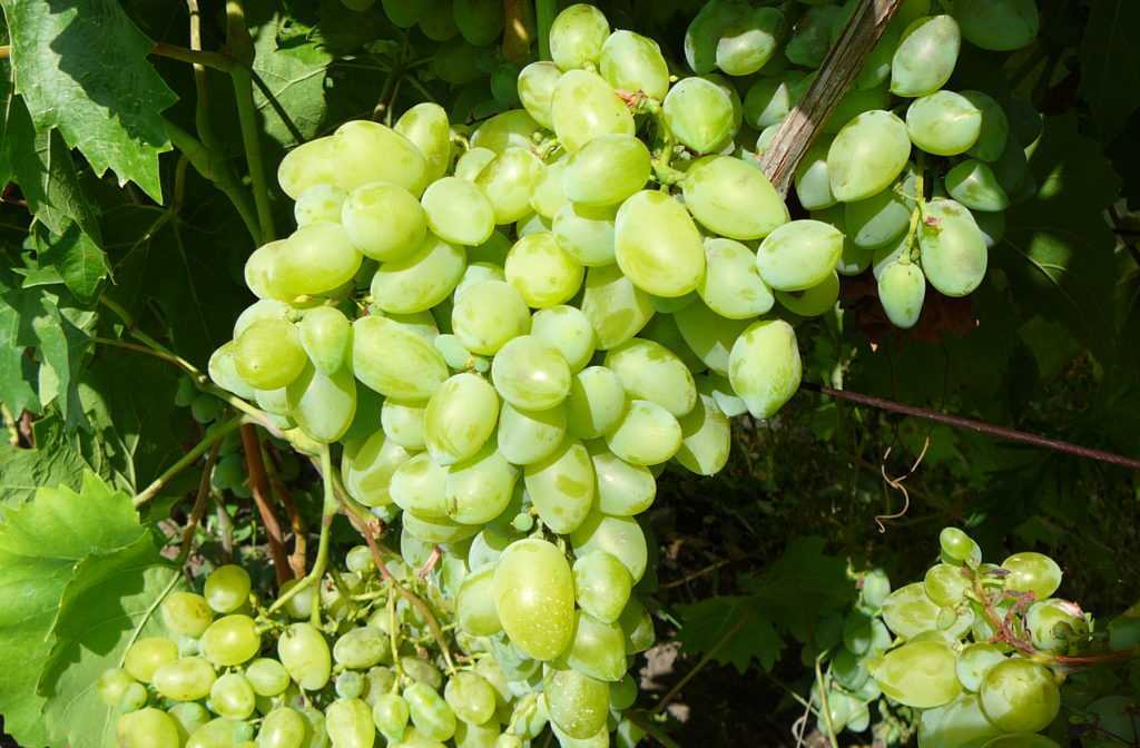 Лучшие столовые сорта винограда для краснодарского края: виноградари кубани