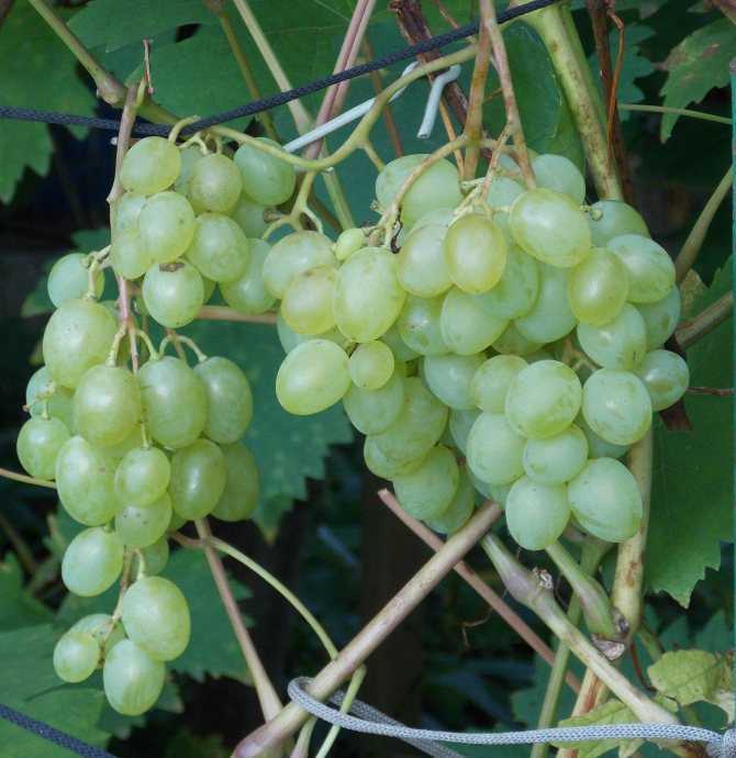 Виноград долгожданный: описание сорта с характеристикой и отзывами, особенности посадки и выращивания, фото