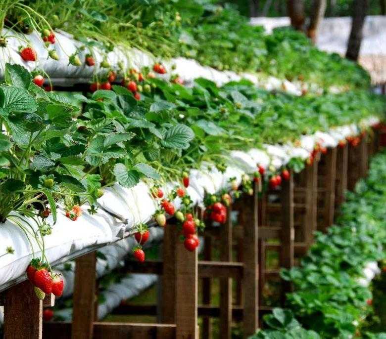 Как выращивать клубнику на гидропонике в домашних условиях