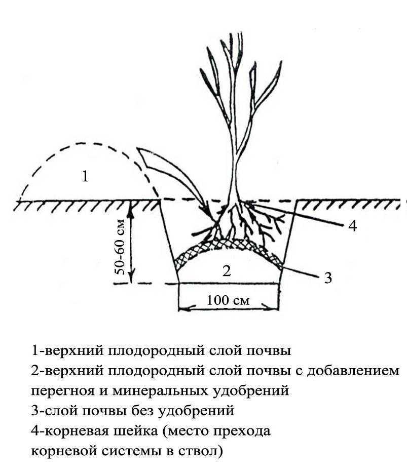 Как посадить жимолость осенью (уход, обрезка и подкормка)