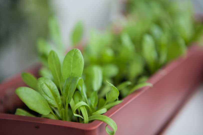 Выращивание шпината на подоконнике круглый год