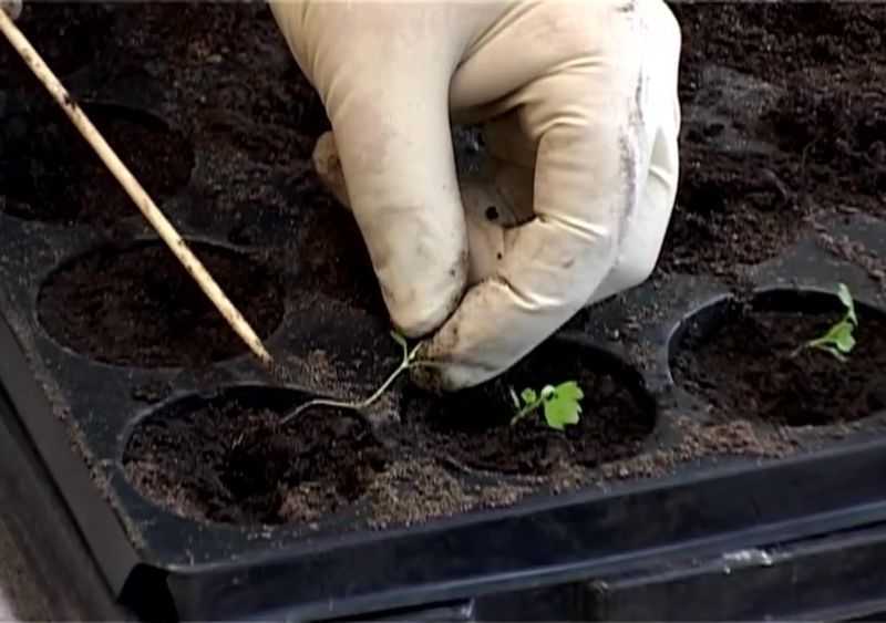 Как вырастить черешковый сельдерей из семян