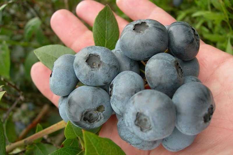 Голубика бонус: описание сорта крупноплодной высокорослой ягоды, особенности посадки и ухода