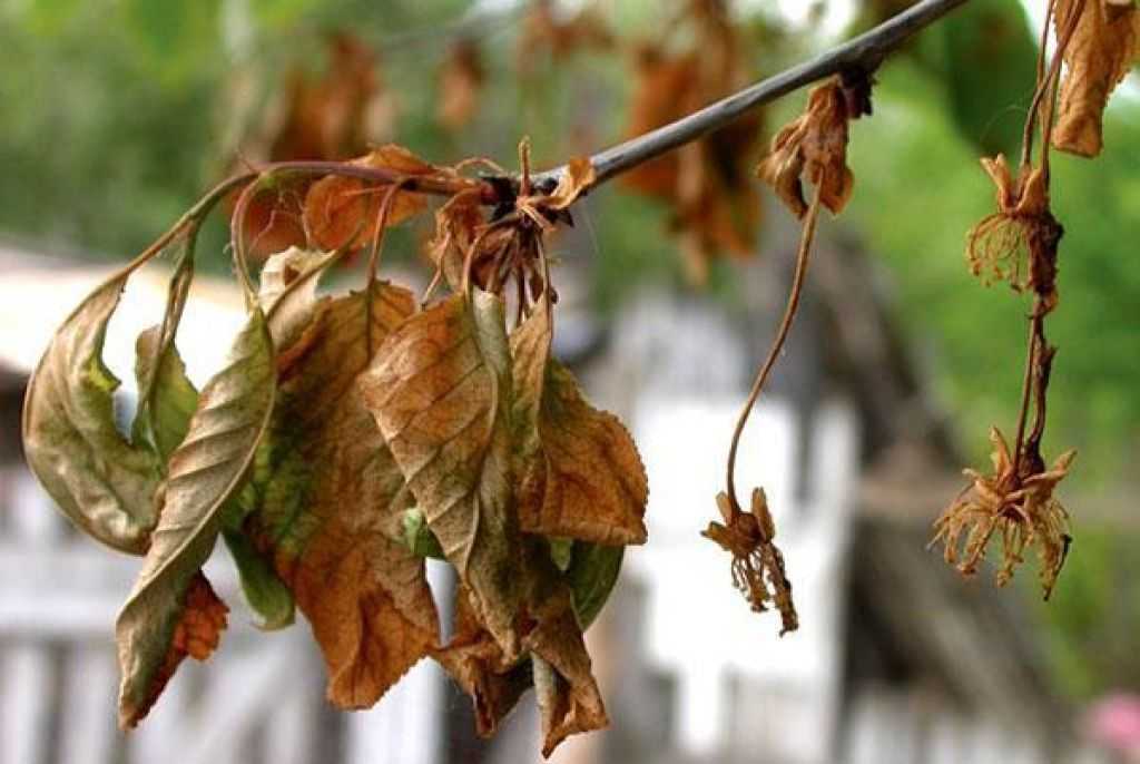 На вишне сохнут листья: причины, меры борьбы и профилактика