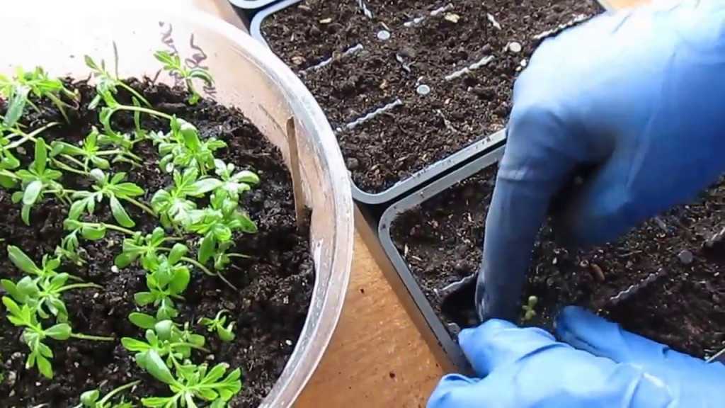 Выращивание черешкового (стеблевого) сельдерея в открытом грунте и в теплице