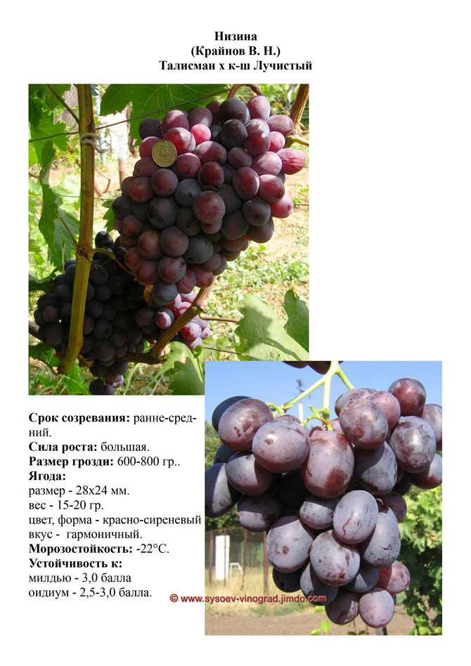 Сорт винограда дарья