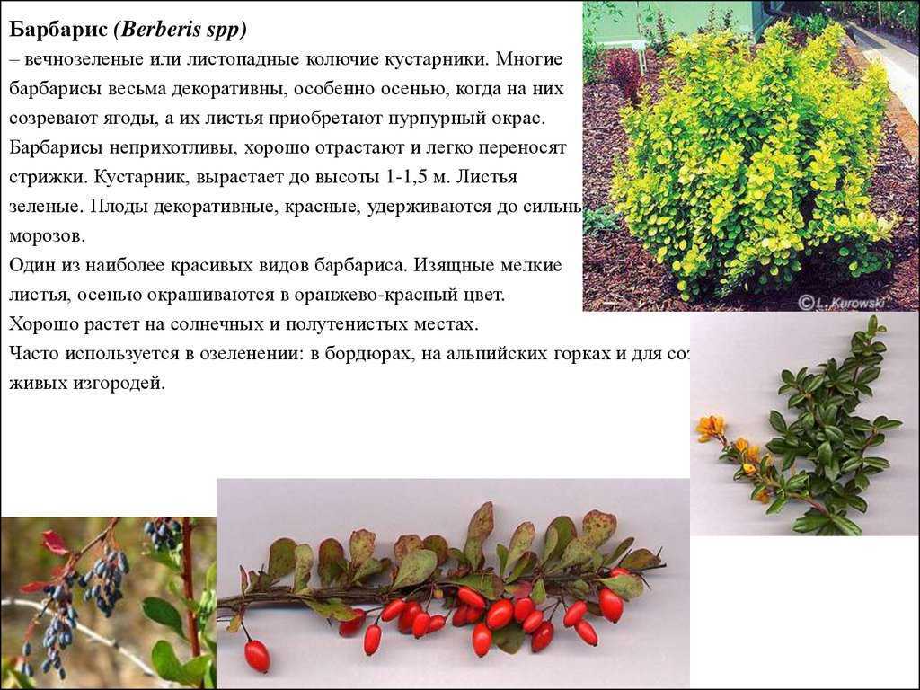 Барбарис наташа — описание сорта и выращивание