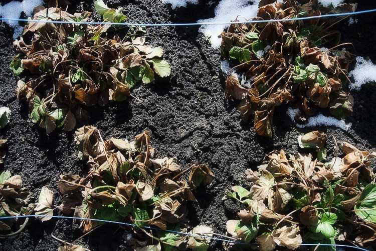 Какие удобрения вносить при посадке клубники осенью, чем подкормить после подрезки
