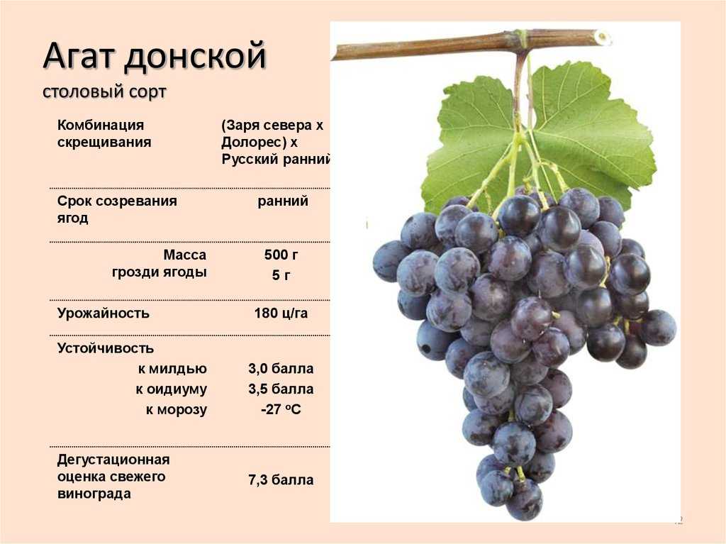 Молдавский сорт винограда шахтер отлично подходит для россии