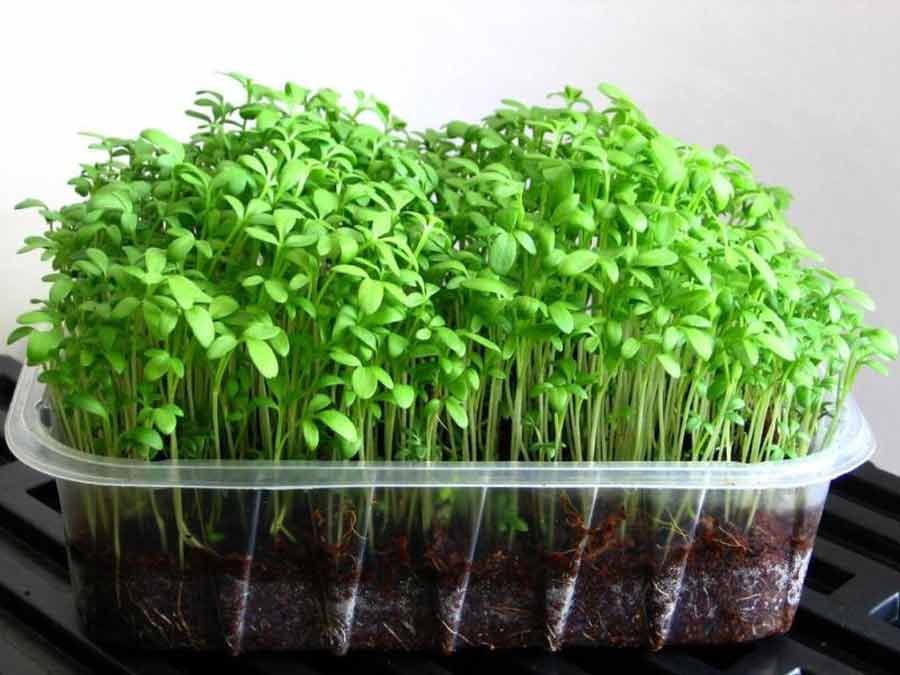 Зеленый шпинат на подоконнике круглый год: как его вырастить в домашних условиях?