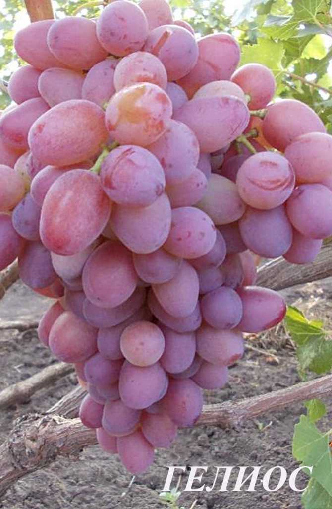 Столовая форма розового винограда любительской селекции — сорт гелиос