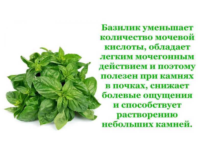 Шпинат — полезная зелень. посадка, выращивание, уход. свойства. фото — ботаничка.ru