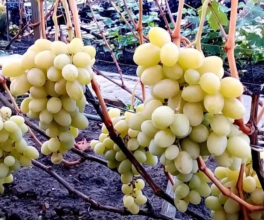 Неприхотливый сорт винограда «шахтер»