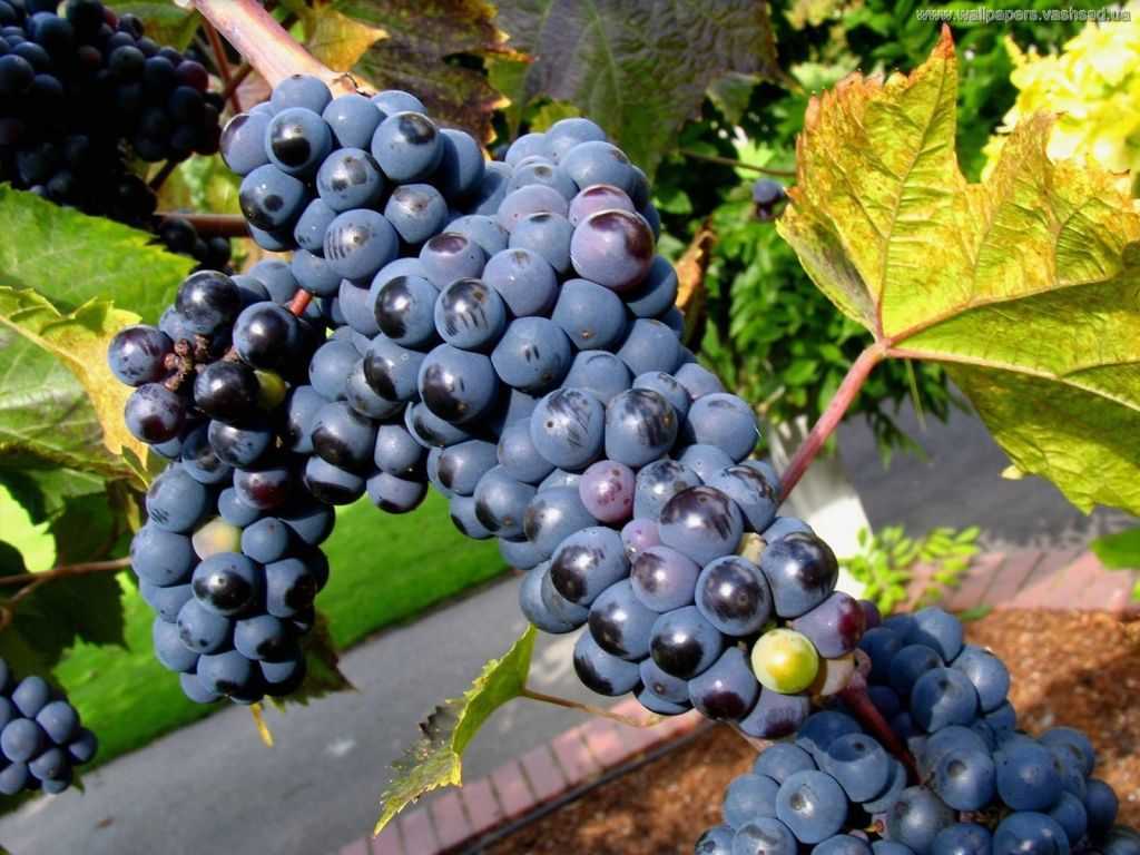 Зилга: значит, голубоватая — о сорте винограда и особенностях посадки