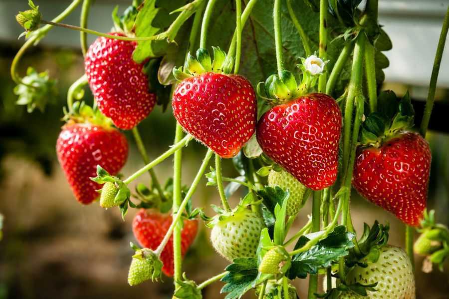 Когда пересаживать ремонтантную клубнику: уход за ягодой при выращивании