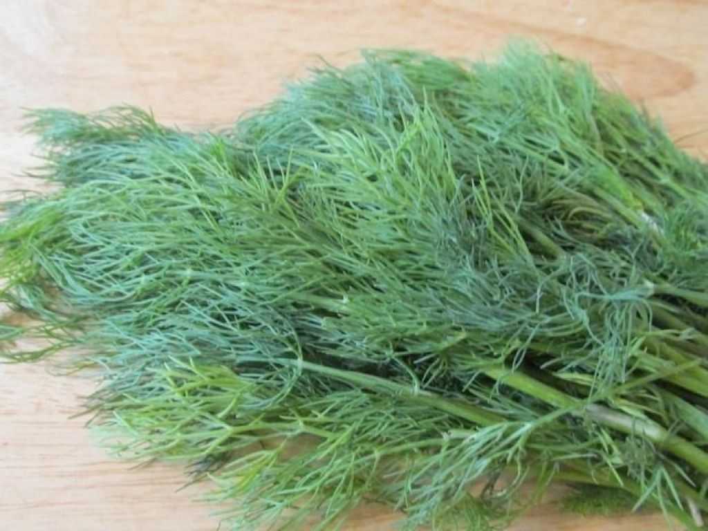 Лучшие сорта кустового укропа