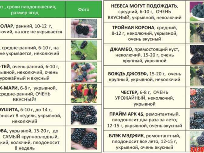 Клубника альбион: отзывы, описание, выращивание с фото и видео