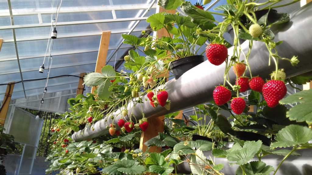 Секреты выращивания клубники в теплице по голландской технологии