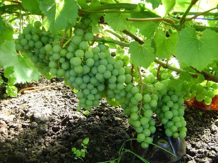 Виноград краса севера: характеристика сорта, посадка и уход